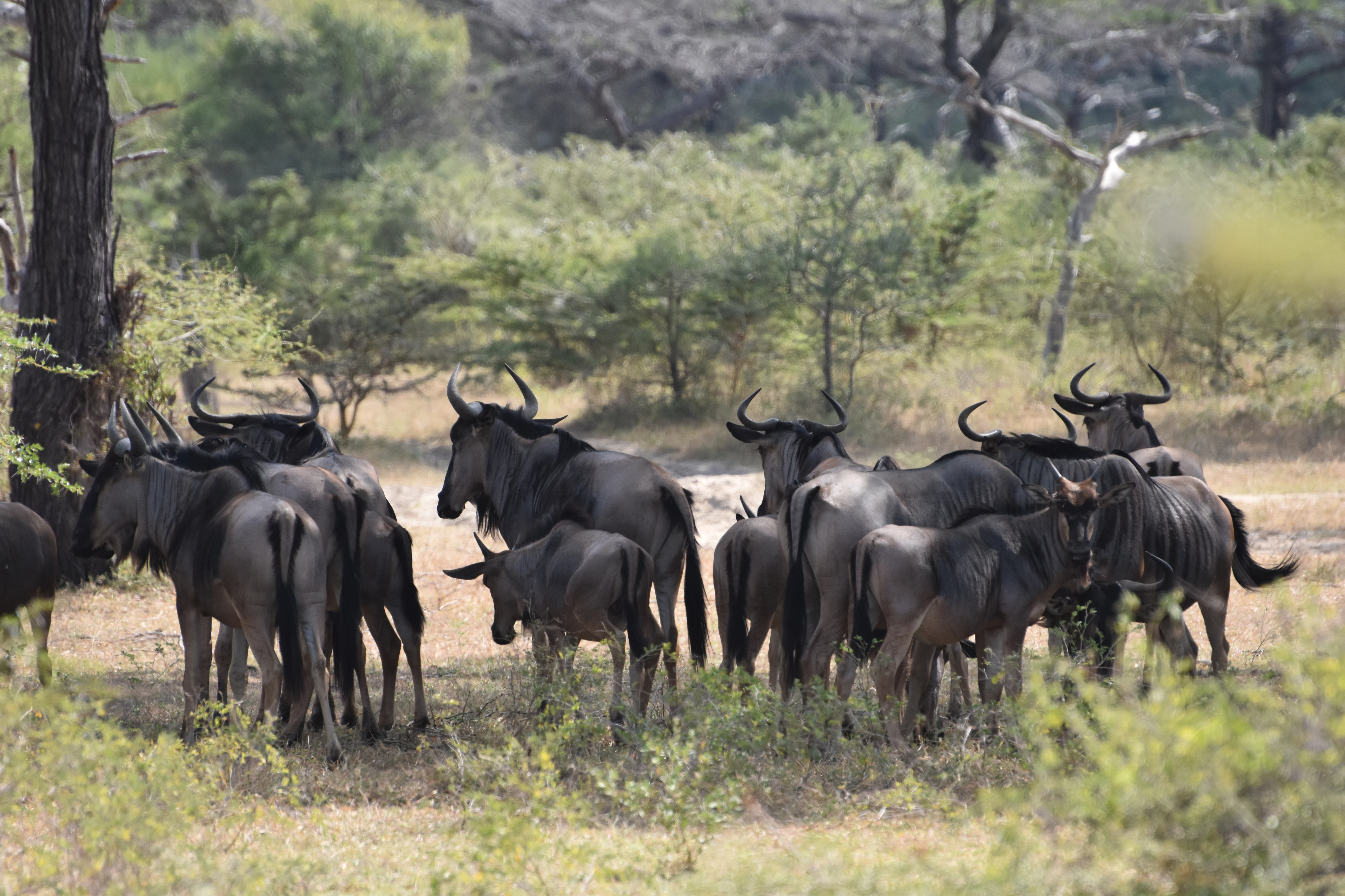 Elephant crossing open savannah in Tanzania